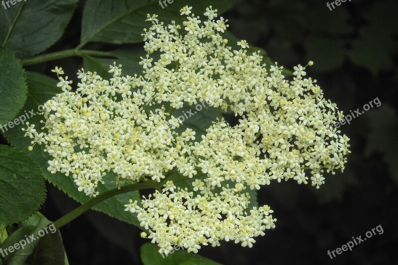 Elderberry Flower Elder Blossom Bloom Bush