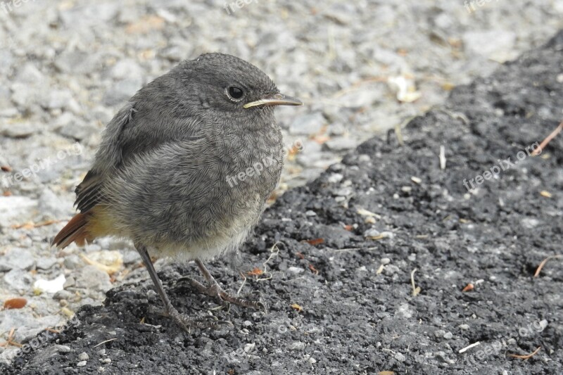 Rotschwaenzchen Bird Young Bird Young Nature