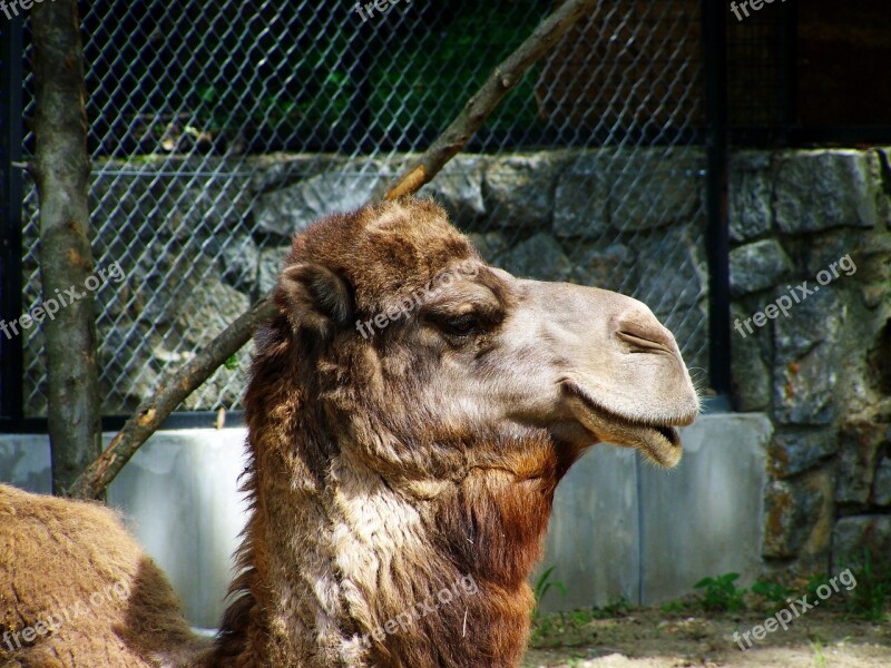 Camel Portrait Animal Ungulates Free Photos