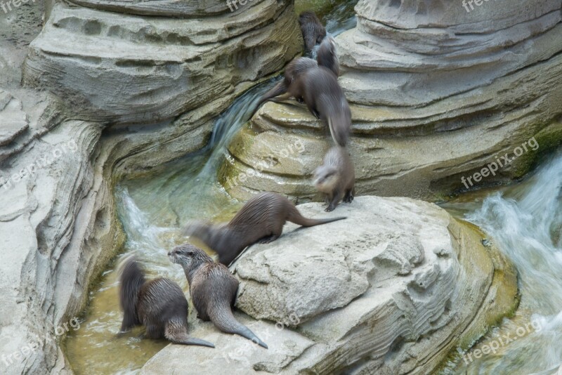 Otter Dwarf Motion Zoo Fur