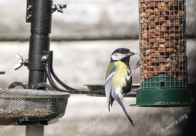 Garden Birds Wind Nature Food