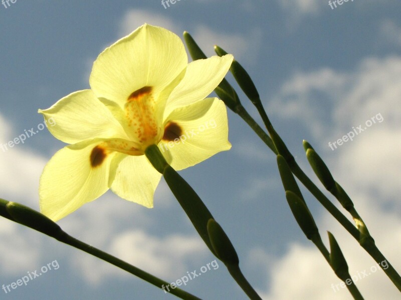 Yellow Flower Iris Lily African Iris Fortnight Lily