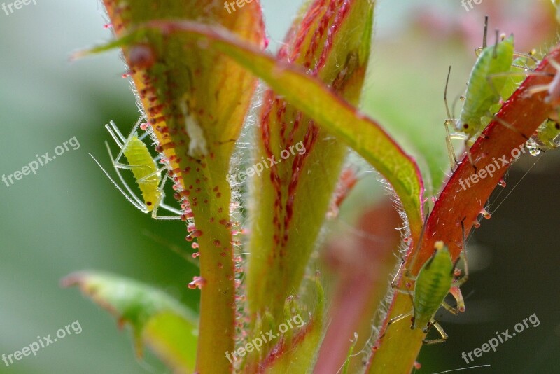 Large Rose Aphids Aphids Louse Lice Infestation