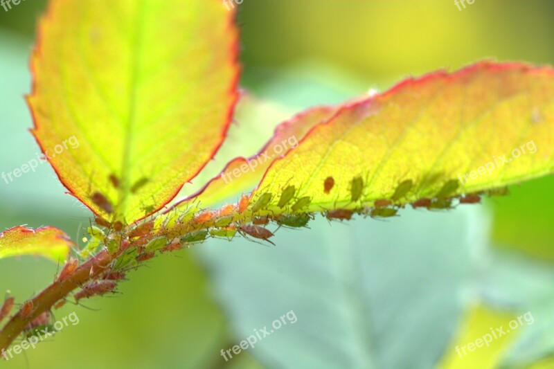 Large Rose Aphids Aphids Louse Lice Infestation