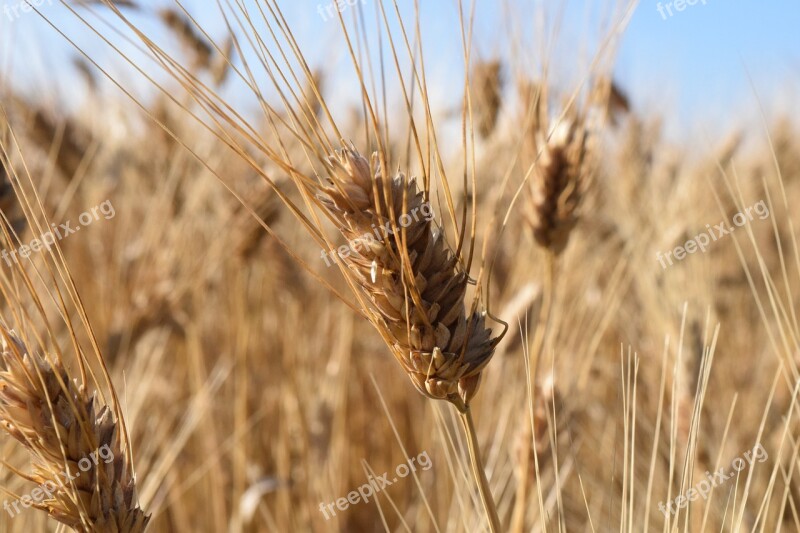 Wheat Durum Wheat Wheat Field Summer Light