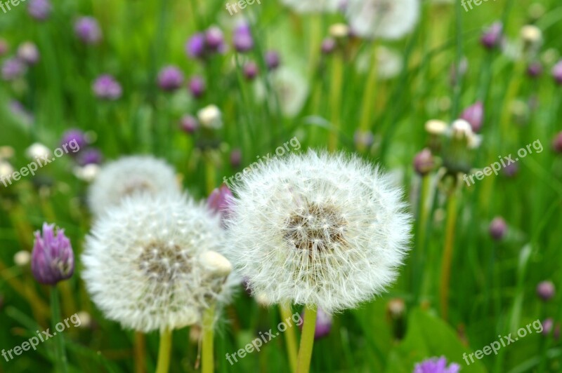 Pre Flowers Fleurs Des Champs Spring Prairie