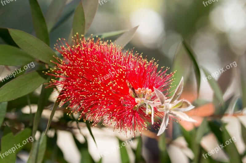 Blossom Bloom Red Fine Tender