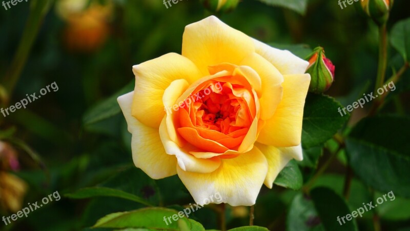 Flower Rose Yellow Stem Blossom