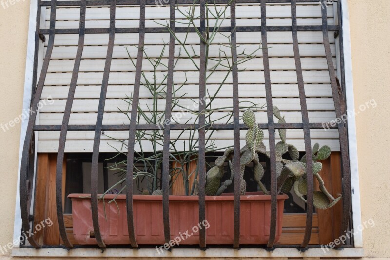 Window Window Decorations Flower Box Cactus Grid