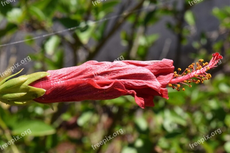 Hibiscus Blossom Bloom Flower Plant