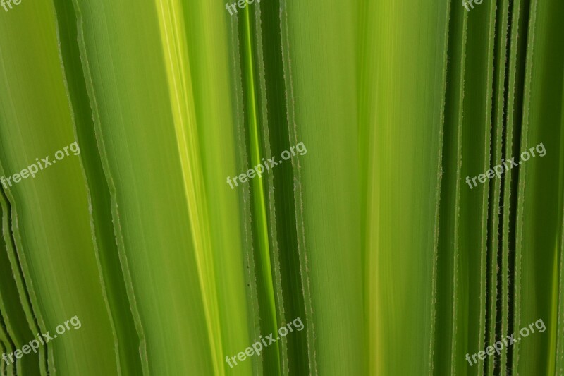 Background Green Palm Leaf Structure Fold