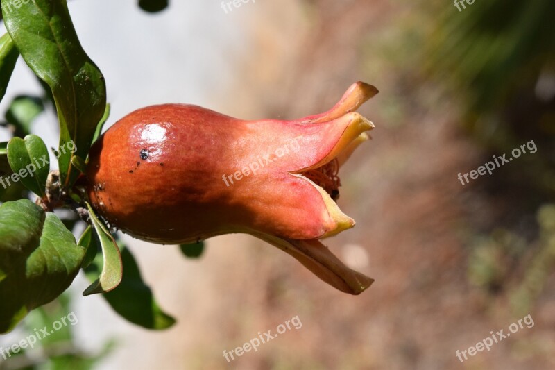 Pomegranate Bud Mediterranean Close Up Pomegranate Bud