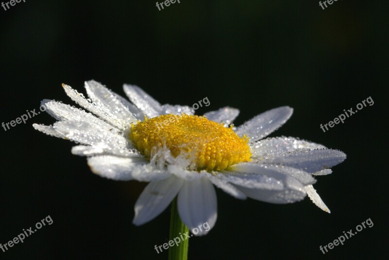 Daisies Leucanthemum Maximum Flowers Blossom Bloom