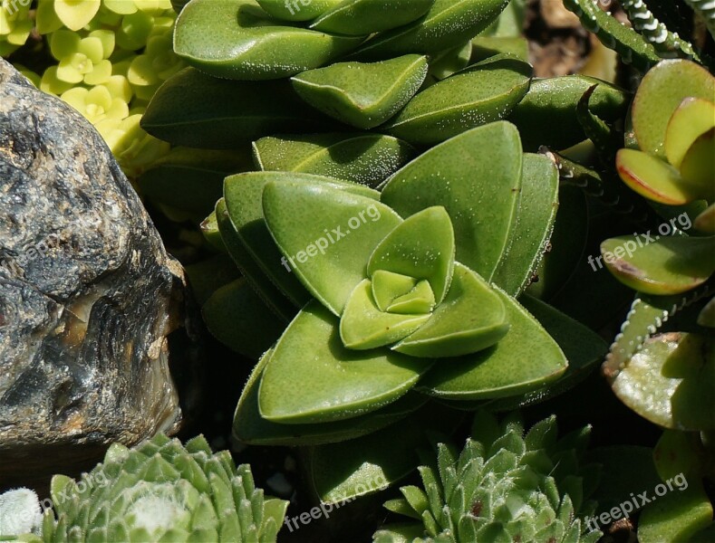 Succulent Plant Rock Green Garden