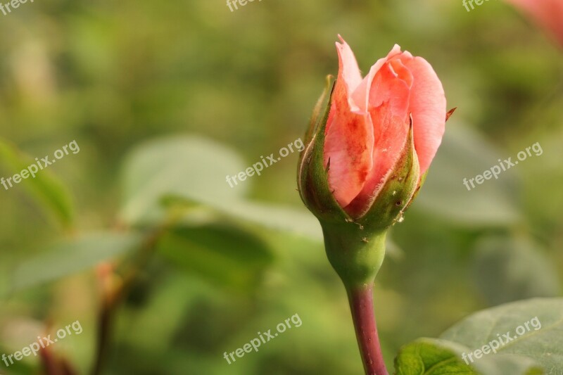 Rose Flower Blossom Bloom Pink Rose