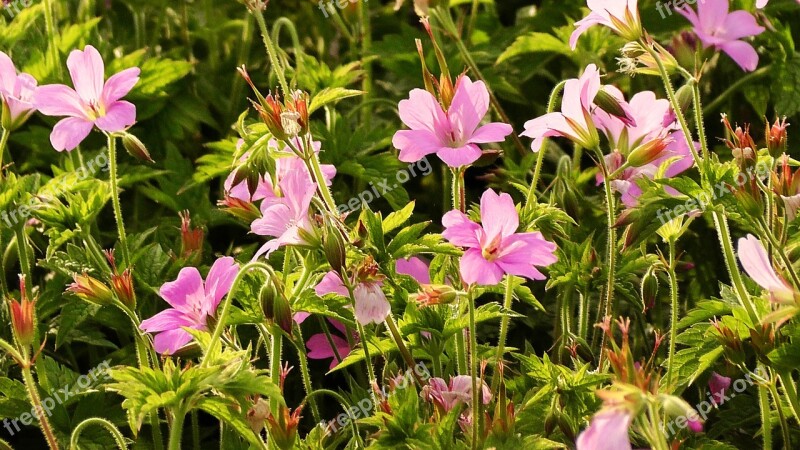 Flower Field Of Flowers Pink Flowers Blossom Bloom