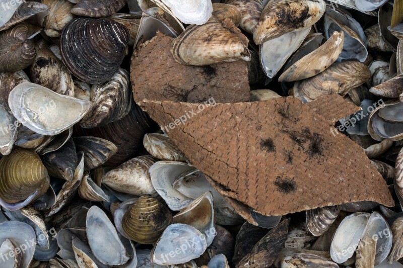 Mussels Bank Rhine Rhine River Background