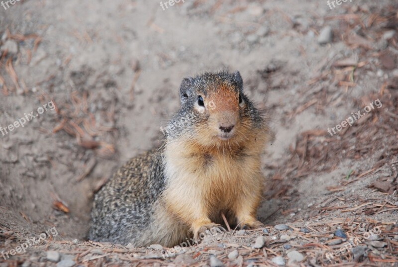 Animal Squirrel Ground Squirrel Fauna Mammal