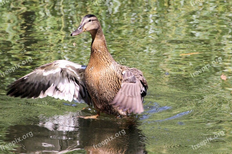 Duck Mallard Water Bird Nature Pond