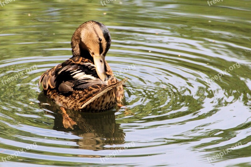 Duck Mallard Water Bird Nature Pond