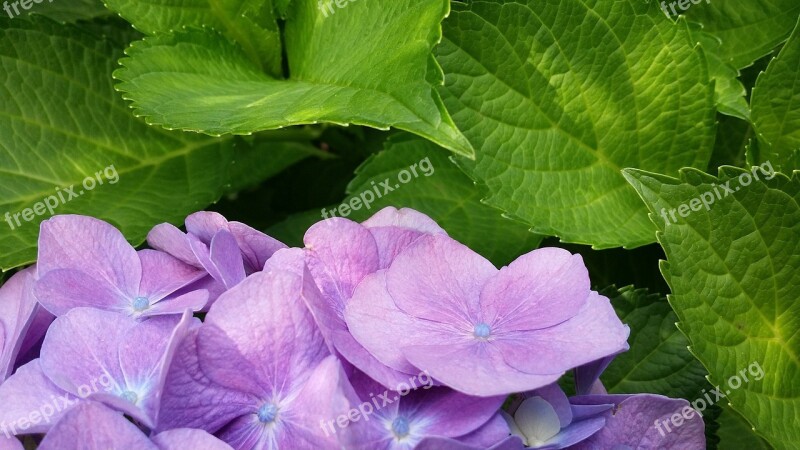 Flower Leaves Nature Green Plants