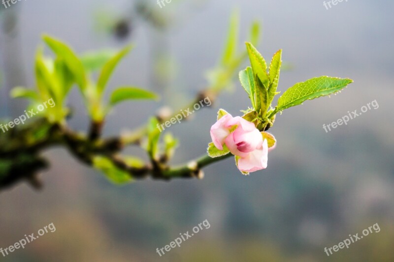 Spring Branch Bloom Cherry Blossoms Awakening