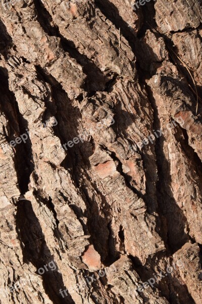 Wood Bark Background Structure Texture