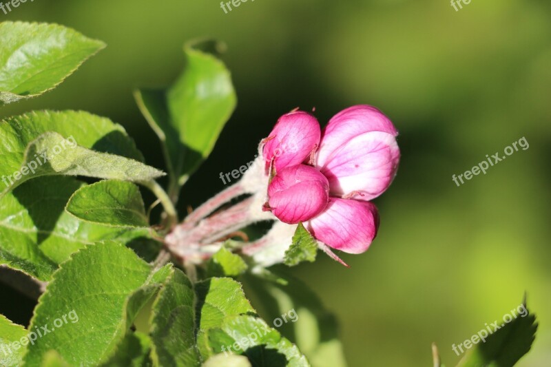 Apple Blossom Bloom Spring Apple Blossom