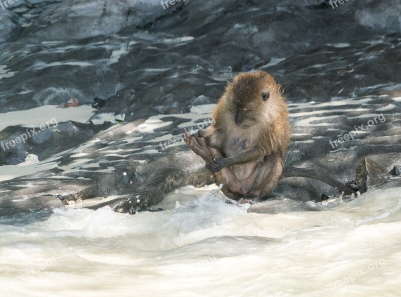 Thailand Phuket Koh Phi Phi Island Tour Wild Monkey