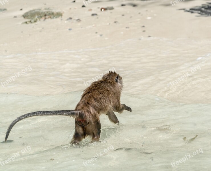 Thailand Phuket Koh Phi Phi Island Tour Wild Monkey