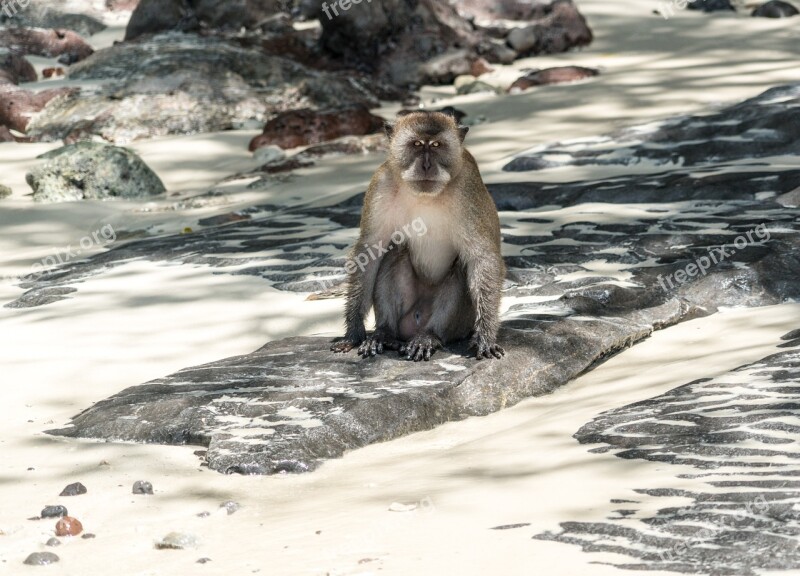 Thailand Phuket Koh Phi Phi Island Tour Wild Monkey