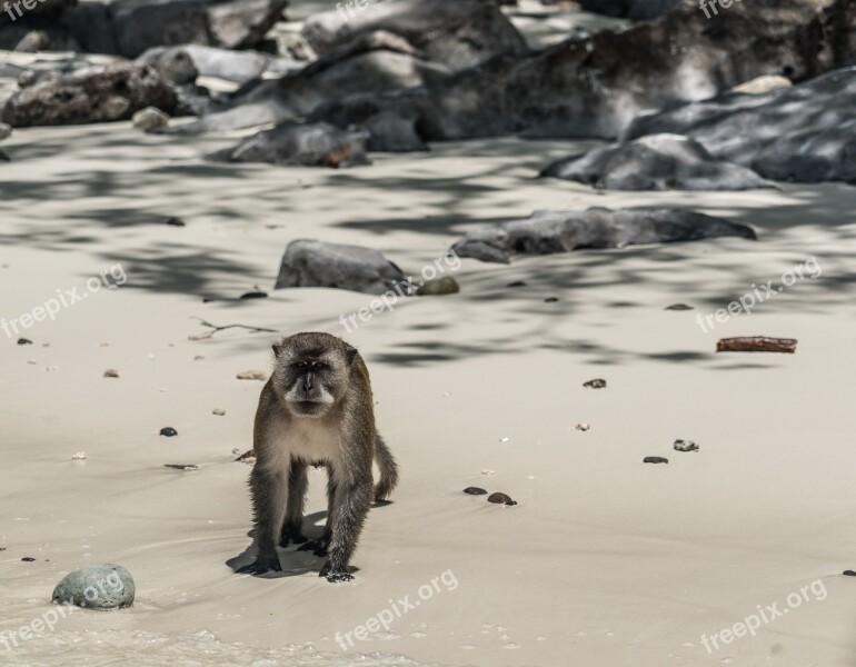 Thailand Phuket Koh Phi Phi Island Tour Wild Monkey