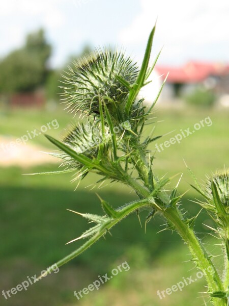 Plant Thistle Macro Nature Spikes