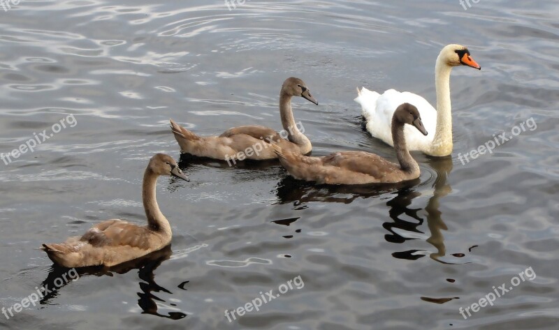 Swan Swans Animals Water Birds Nature