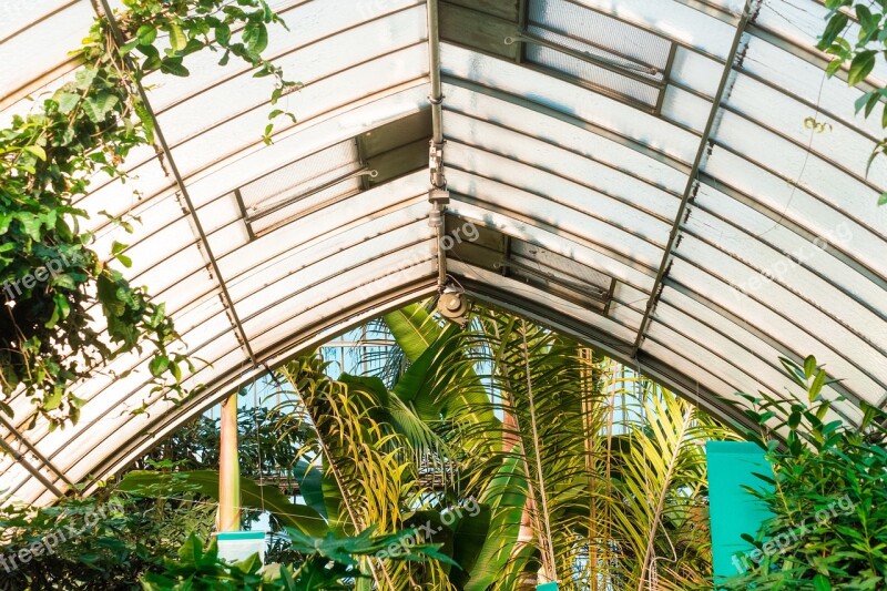 Green House Glass Roof Plants Palm Tree