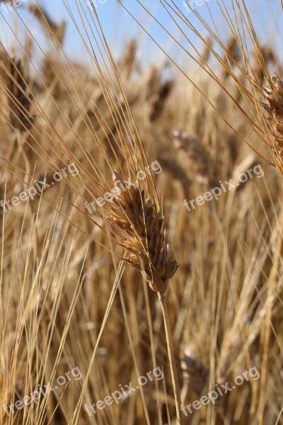 Ear Wheat Cornfield Durum Wheat Mediterranean