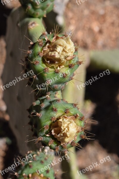 Cactus Prickly Pear Cactus Greenhouse Prickly Cactaceae