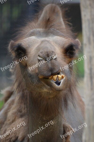 Camel Animal Mammal Bump Free Photos