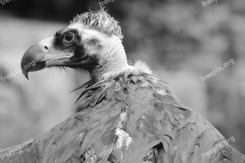 Vulture Animal Bird Bird Of Prey Beak