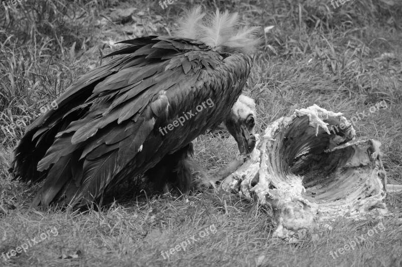 Vulture Animal Bird Bird Of Prey Beak