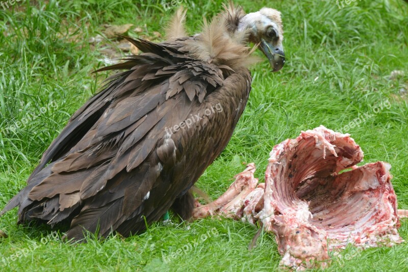 Vulture Animal Bird Bird Of Prey Beak