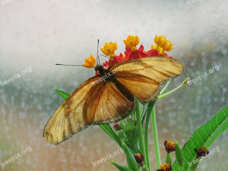 Butterfly Close Up Insect Nature Wing