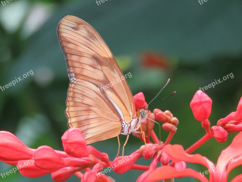 Butterfly Close Up Insect Nature Wing