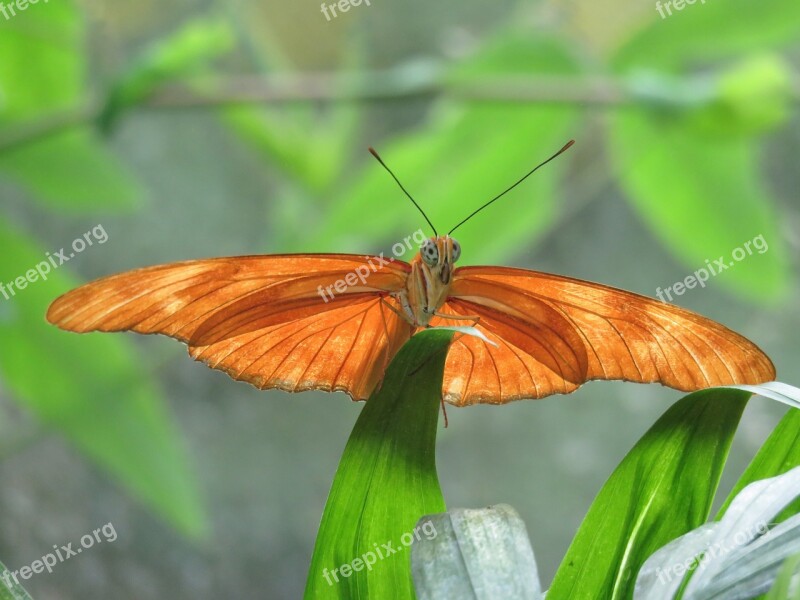 Butterfly Close Up Insect Nature Wing