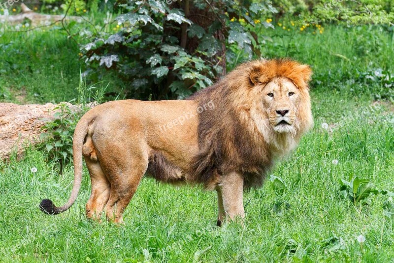 Lion Big Cat Wild Animal Nature