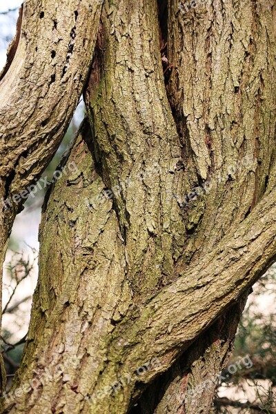 Log Devoured Nature Wood Tree