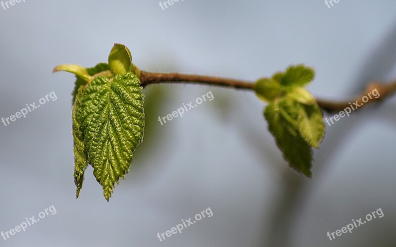 Leaf Light Green Young Nature Spring