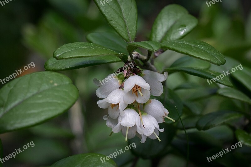 Cowberry Inflorescence Twig White Free Photos