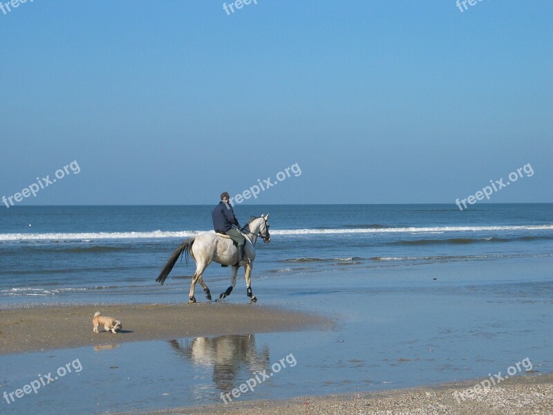 Horse Mold Rider Dog Beach