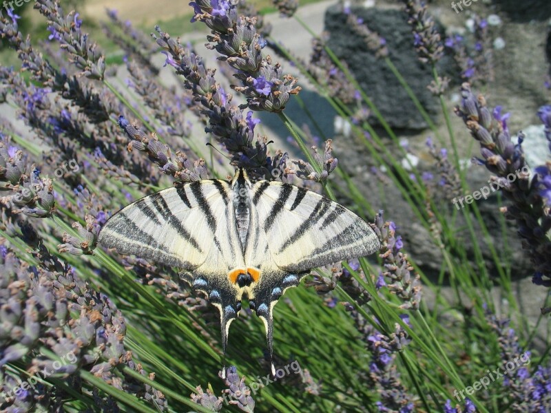 Bug Butterfly Stripe White Black